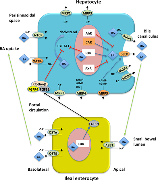 Enterohepatic circulation (EC) of bile acids (BAs) and proteins encoded by the four genes associated with GIS in FD patients.