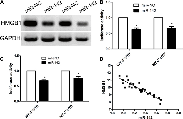 HMGB1 is a direct target of MiR-142 in cervical cancer cell lines.
