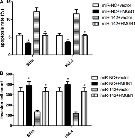 HMGB1 over-expression attenuates the suppressive effect of miR-142 on cell apoptosis and invasion.