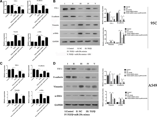 Overexpression of Sp1 impairs miR-29c-induced inhibition of EMT.