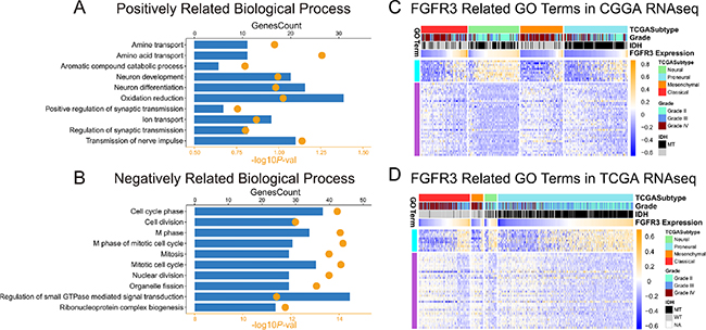 Gene ontology analysis of FGFR3 in RNA-seq dataset of CGGA and TCGA.