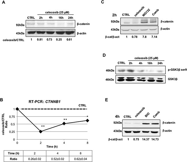 Celecoxib causes &#x03B2;-catenin down-regulation in a GSK3&#x03B2;- and proteasome-dependent manner.