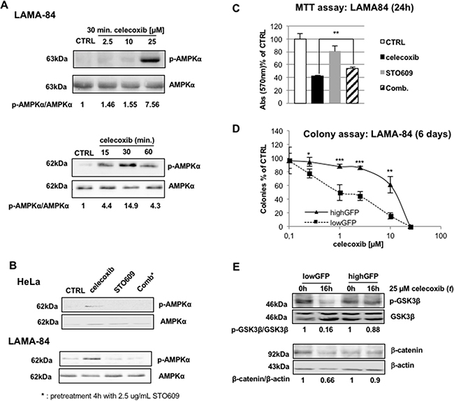 AMP-dependent kinase (AMPK) is activated by celecoxib in a Ca2&#x002B;-dependent, AMP-independent, manner.