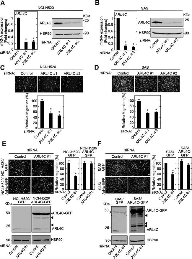 ARL4C knockdown inhibits migration of NCI-H520 and SAS cells.