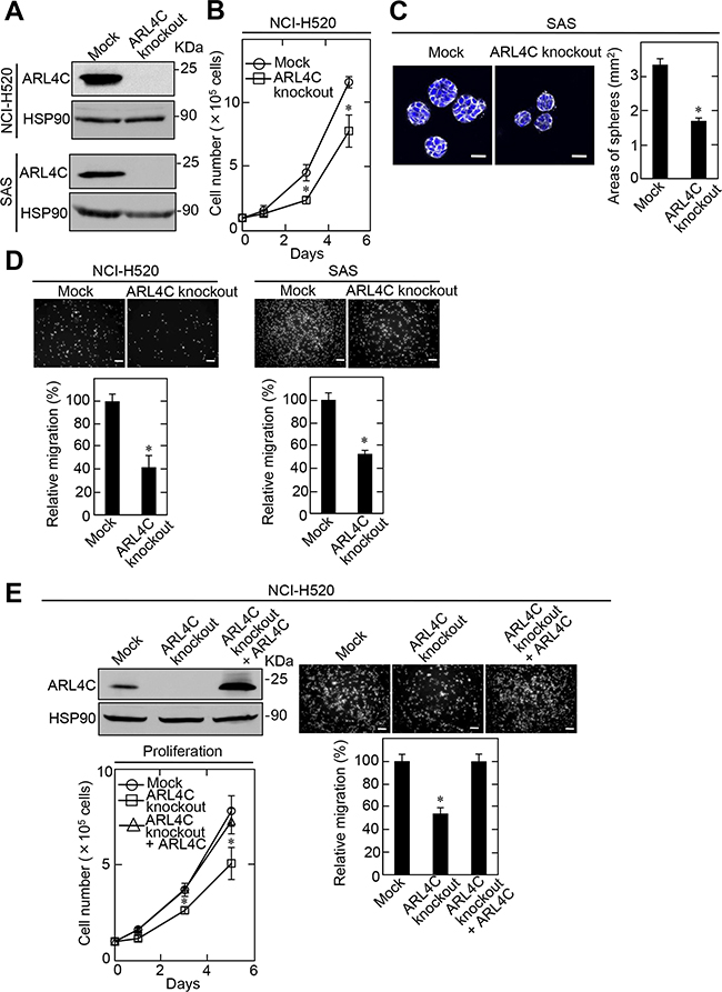 ARL4C knockout suppresses proliferation and migration of NCI-H520 and SAS cells.