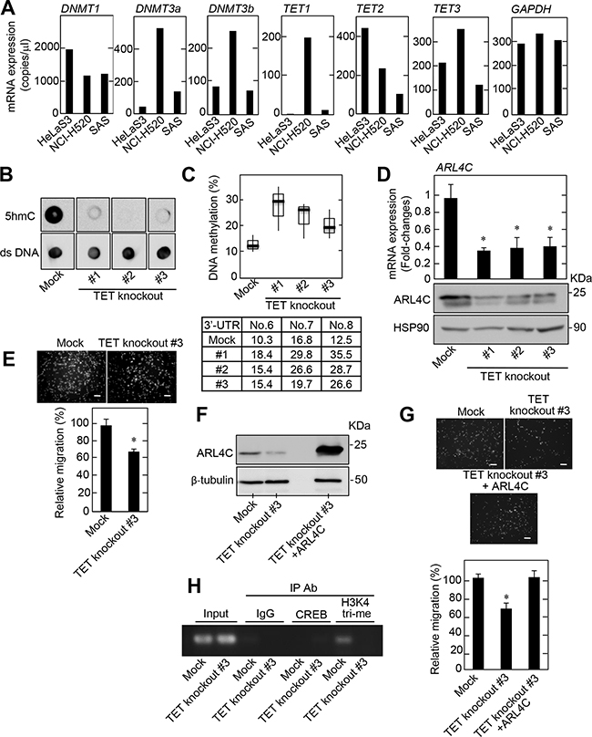 DNA methylation affects ARL4C expression.