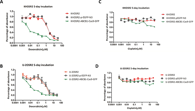 After ABCB1 was knocked out by CRISPR-Cas9, doxorubicin exhibited an increase in anti-proliferative activity in MDR osteosarcoma cell lines in a dose-dependent manner