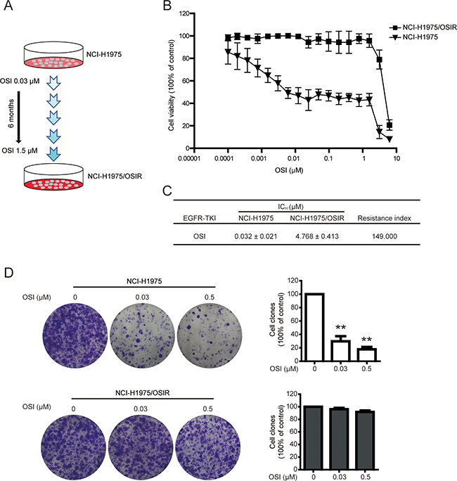 Establishment of NCI-H1975 cells resistant to OSI.