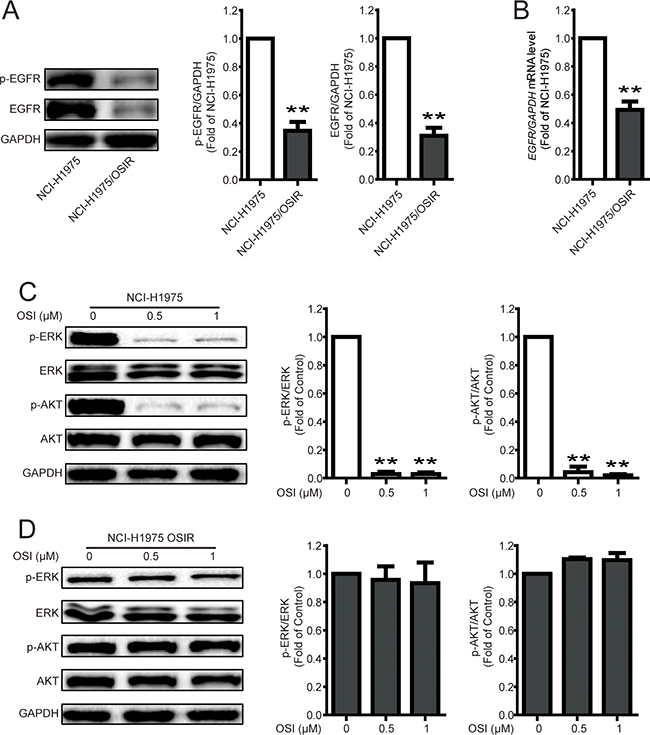 Characterization of EGFR and the downstream proteins in NCI-H1975 and NCI-H1975/OSIR cells.