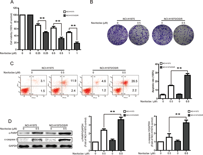 Characterization of sensitivity to navitoclax in NCI-H1975 and NCI-H1975/OSIR cells.