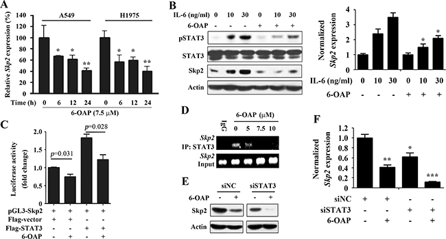 Inhibition of STAT3 mediates 6-OAP-induced suppression of Skp2 transcription.