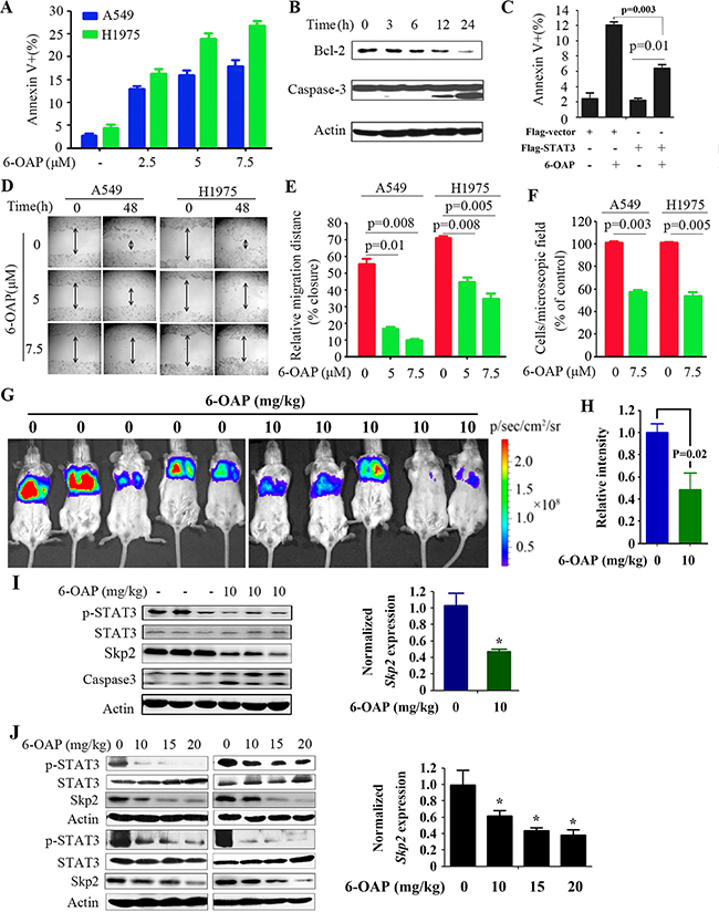 Inhibitory effects of 6-OAP on lung cancer cells in vitro and in vivo.