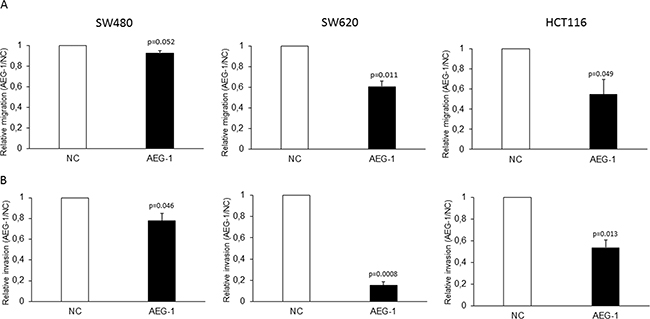 AEG-1 knockdown inhibited migration and invasion in colon cancer cell lines.