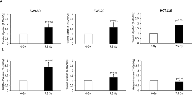 Radiation enhanced migration and invasion of colon cancer cell lines.