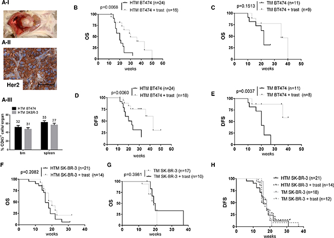 The overall and tumor-free survival in BT474- and SK-BR-3-transplanted tumor mice is differently influenced by anti HER2 (trastuzumab) treatment.