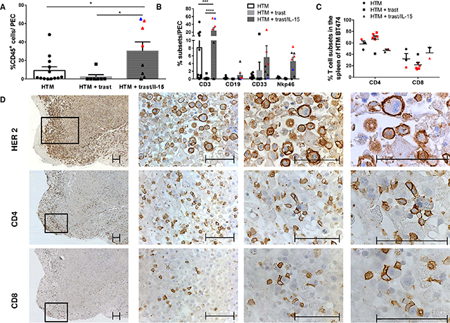 Tumor infiltrating lymphocytes are increased after IL-15 stimulation.