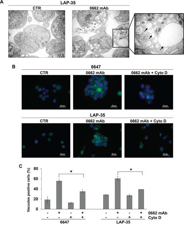 CD99 engagement by 0662 monoclonal antibody induces macropinocytosis in EWS cells.