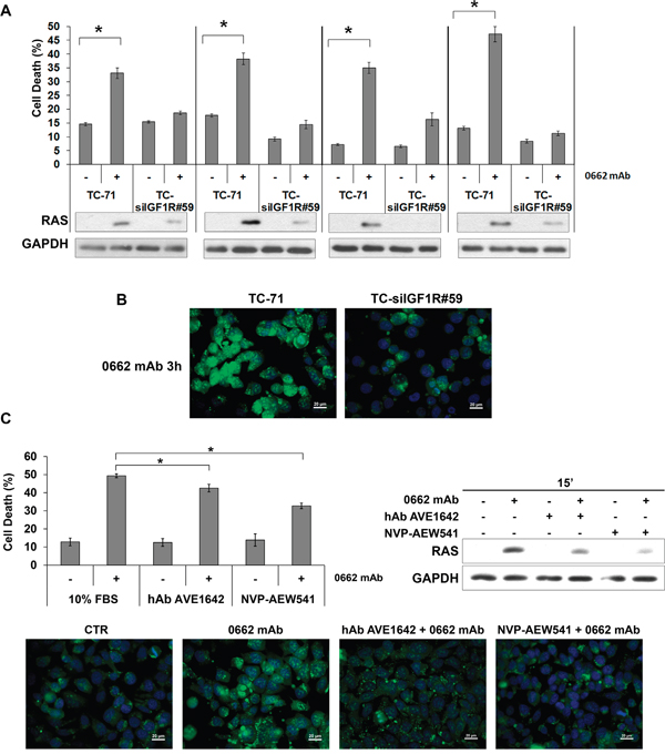 IGF-1R expression and activity are required for CD99-mediated methuosis.