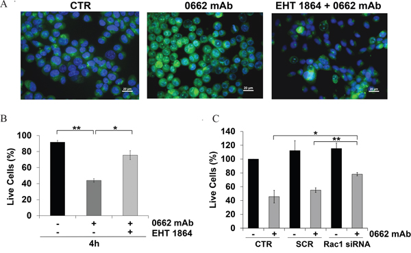 Rac1 inhibition reverts CD99-mediated effects.