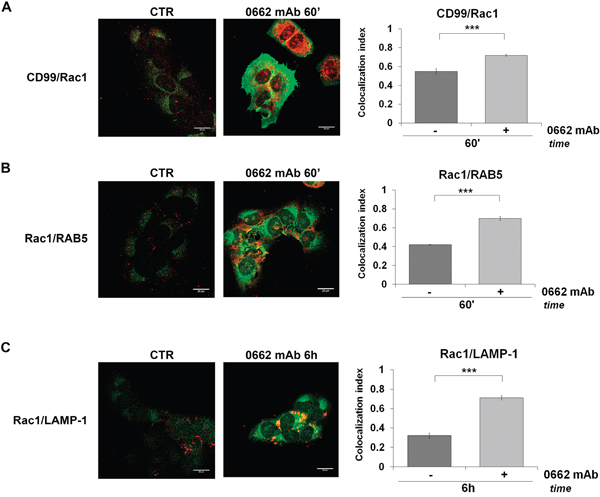 Rac1 colocalizes with CD99 and is sorted into vacuoles after 0662mAb treatment.