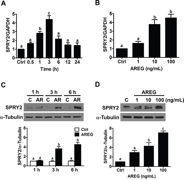AREG up-regulates SPRY2 expression in human ovarian cancer cells.