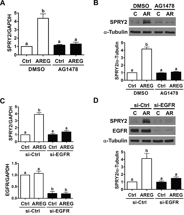 EGFR is required for the AREG-induced up-regulation of SPRY2 expression.