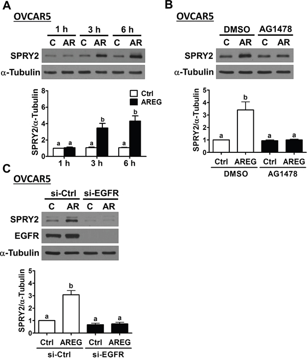 AREG up-regulates SPRY2 expression through EGFR in another human ovarian cancer cell line.