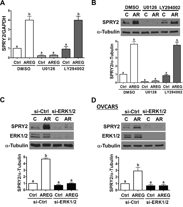 ERK1/2 is required for the AREG-induced up-regulation of SPRY2.