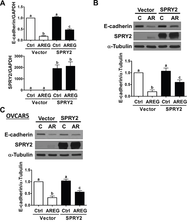 Overexpression of SPRY2 attenuates the AREG-induced down-regulation of E-cadherin expression.
