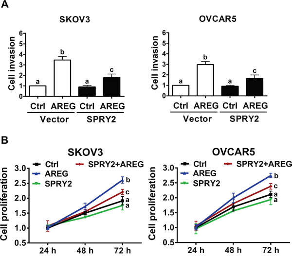 Overexpression of SPRY2 attenuates AREG-induced cell invasion and proliferation.
