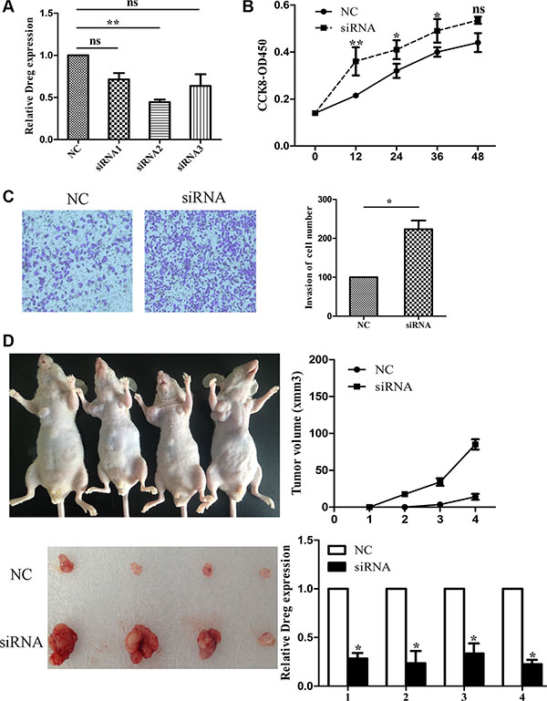 LncRNA AF147447 inhibition promote GC proliferation and invasion in vitro and in vivo.