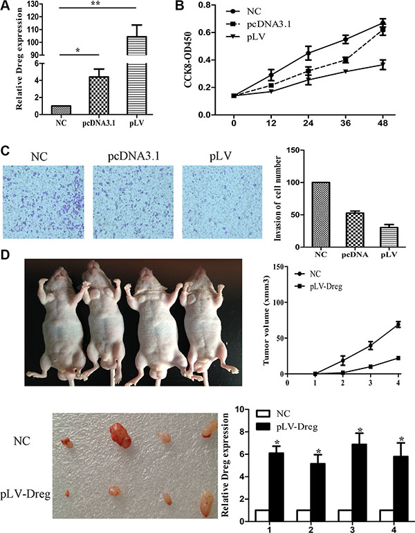 LncRNA AF147447 over-expression inhibit GC proliferation and invasion in vitro and in vivo.