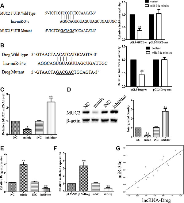 LncRNA-AF147447 interact with increased miR-34c expression level.