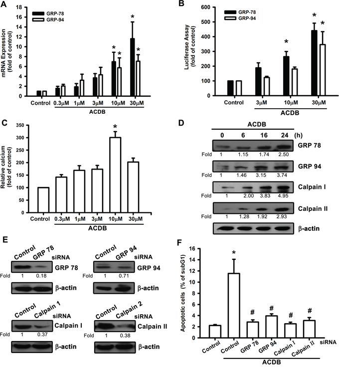 ER stress-related proteins activation are involved in ACDB-mediated cell apoptosis in human chondrosarcoma cells.