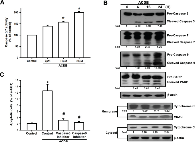 ACDB induces the activation of caspase in human chondrosarcoma cells.