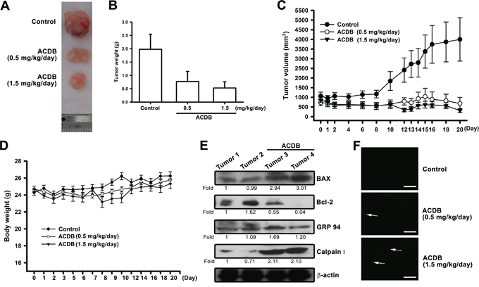 ACDB inhibits tumor growth in nude mice.