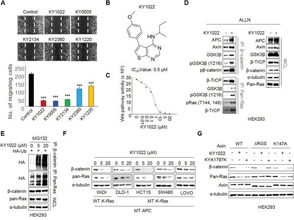 Identification of KY1022, a small molecule that degrades both &#x03B2;-catenin and Ras via targeting Wnt/&#x03B2;-catenin signaling, as an inhibitor of cell motility in LoVo CRC cells.