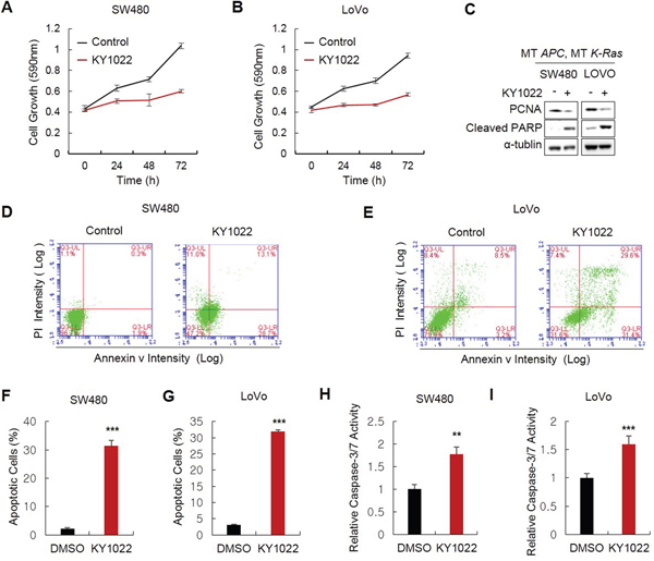 Effects of KY1022 on the growth and apoptosis of CRC cells harboring APC and K-Ras mutations.