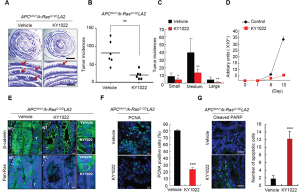 Effects of KY1022 on small intestinal tumorigenesis of ApcMin/+/K-RasG12DLA2.