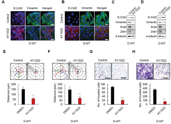 Effects of KY1022 on EMT, motility and invasion in K-Ras WT and MT cells.