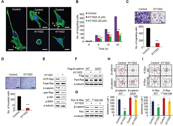 KY1022 inhibits actin rearrangement and suppresses the motility and invasion capabilities of CRC cells harboring APC and K-Ras mutations.