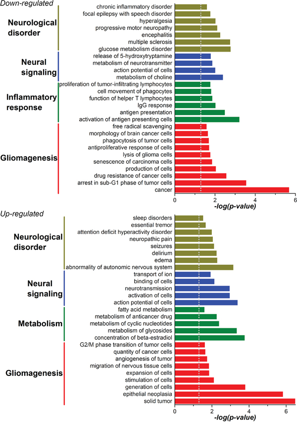 Cellular functions and diseases related to the DEGs in MBD3-KD GBM cells were profiled with gene enrichment analysis in the IPA software.