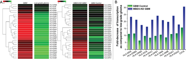 MBD3 facilitates the basal expression of MHC class II molecules in GBM cells.