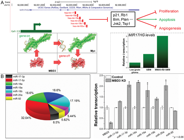 MBD3 fine-tunes the Myc-mediated transcription of MIR17HG.