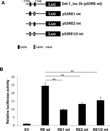 Functional p53 response elements are required to enhance Del-1 transcription.