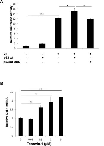 p53 positively regulates Del-1 transcription.