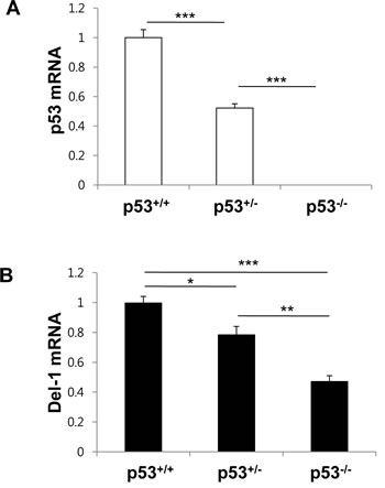 p53 levels determine Del-1 expression in mouse primary endothelial cells.