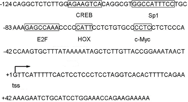 Nucleotide sequence of the human STING promoter.
