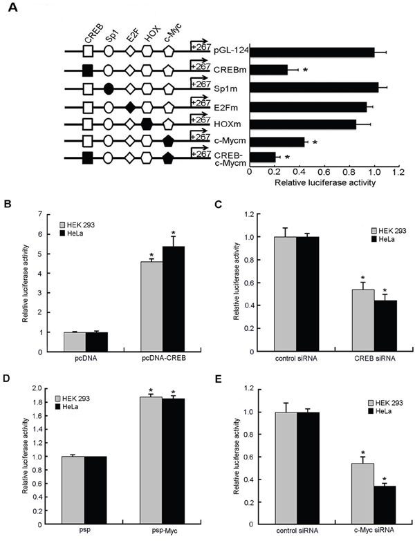 Effects of putative transcription factors on human STING promoter activity.