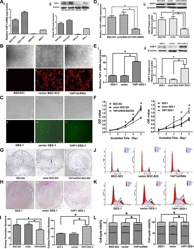 Effects of stable YAP1 silencing in BGC-823 cells and stable YAP1 overexpression in GES-1 cells on proliferation, clone formation ability, and cell cycle distribution in vitro.